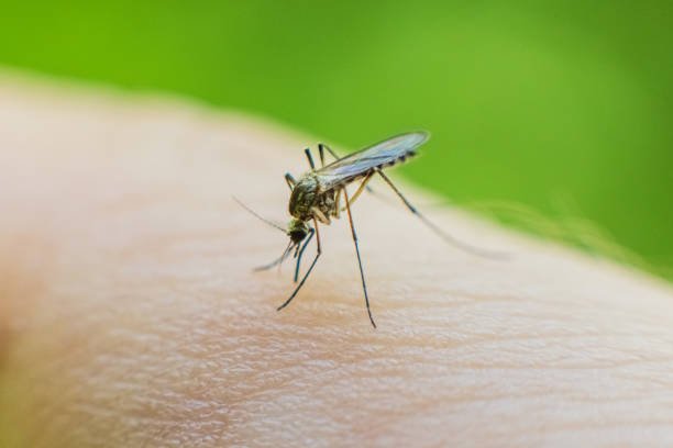Mosquito Service
