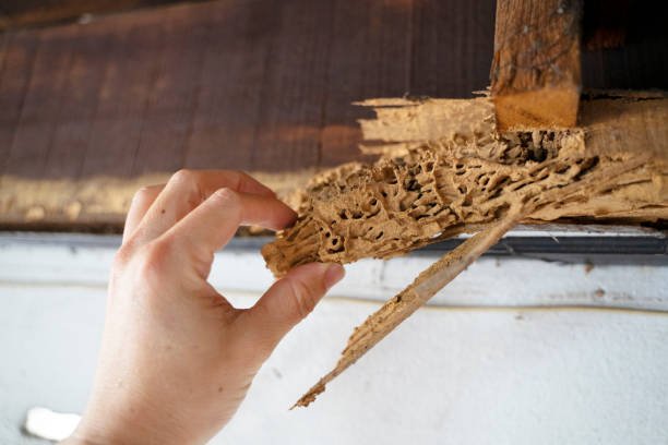 Termite Removal